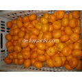 Frischer Nanfeng Baby Mandarin